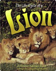 The Life Cycle of a Lion