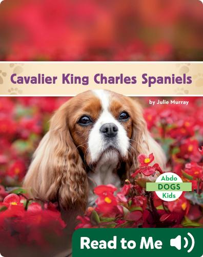 Cavalier King Charles Spaniels