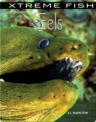 Xtreme Fish: Eels