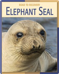 Road To Recovery: Elephant Seal