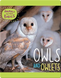 Owls and Owlets
