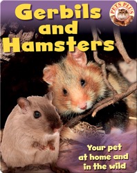 Gerbils and Hamsters