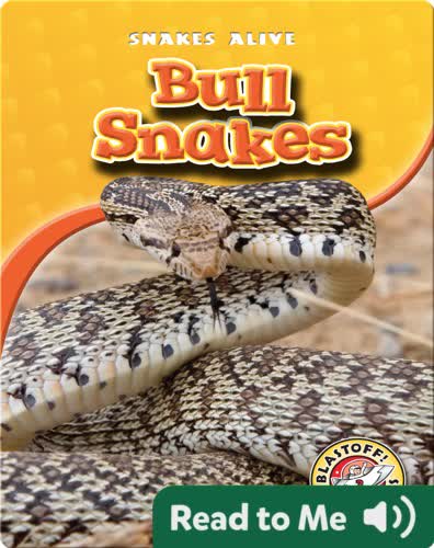 Bull Snakes