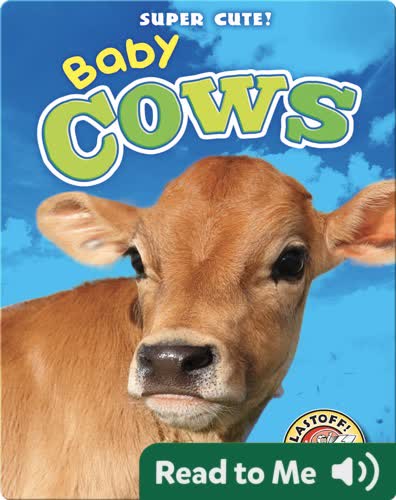 Super Cute! Baby Cows