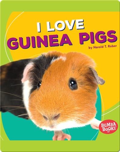 I Love Guinea Pigs