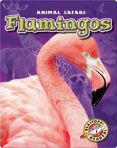 Flamingos