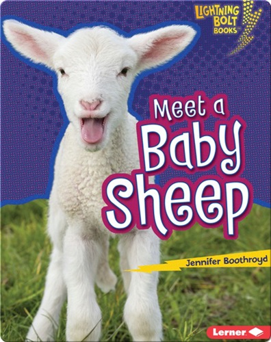 Meet a Baby Sheep
