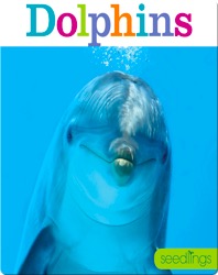 Dolphins