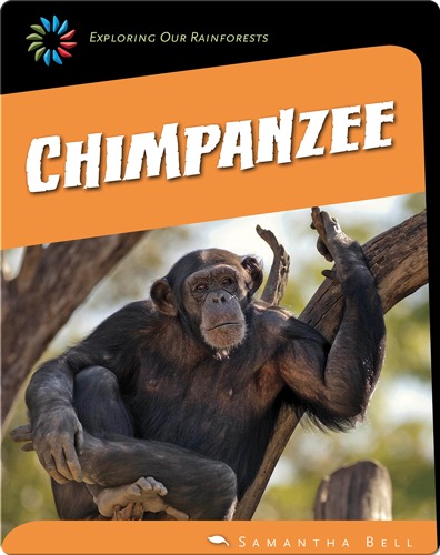 Chimpanzee
