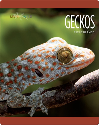 Geckos