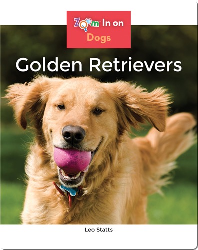 Golden Retrievers