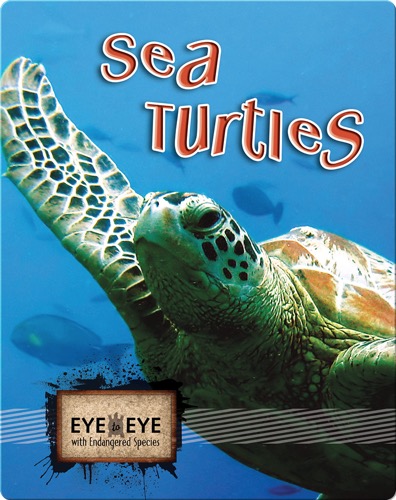 Sea Turtles