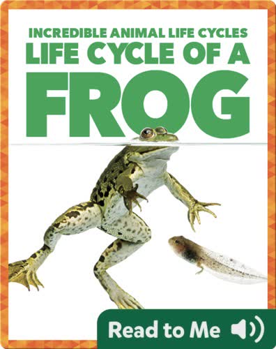 Life Cycle of a Frog