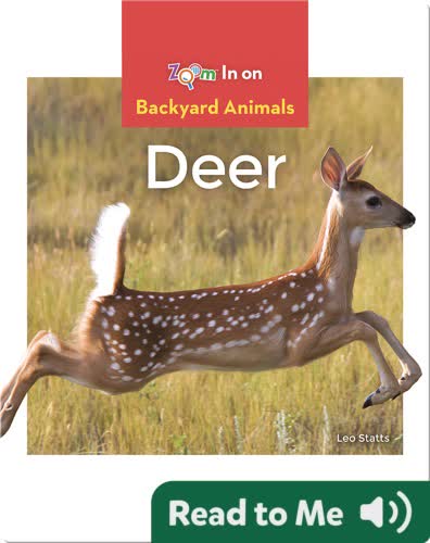 Deer
