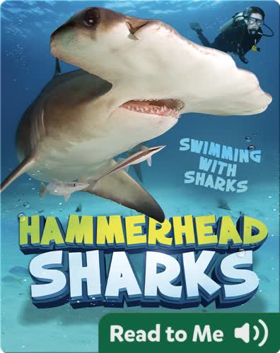 Hammerhead Sharks