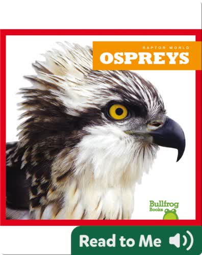 Raptor World: Ospreys
