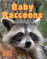 Baby Raccoons