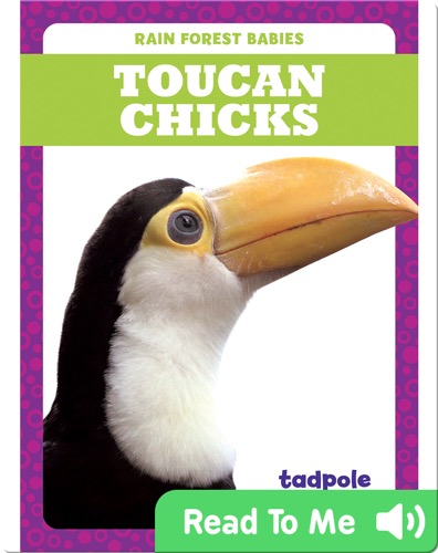Rain Forest Babies: Toucan Chicks
