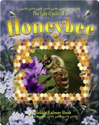 The Life Cycle of a Honeybee