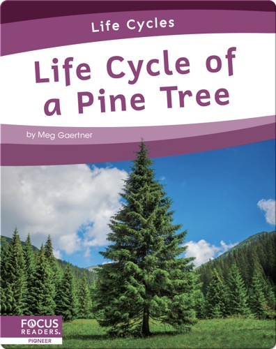Life Cycle of a Pine Tree