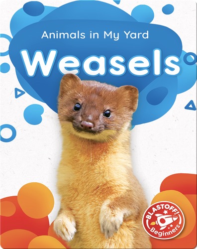 Animals in My Yard: Weasels