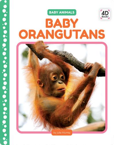 Baby Orangutans