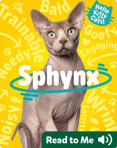 Hello Kitty Cats! Sphynx