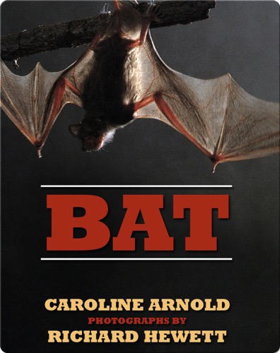 Bat