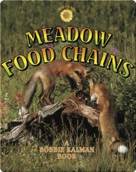 Meadow Food Chains