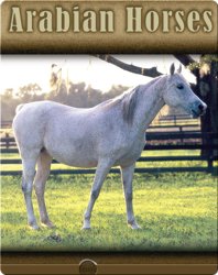 Arabian Horses