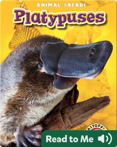 Platypuses: Animal Safari