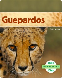 Guepardos