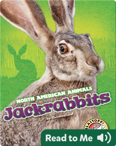 Jackrabbits