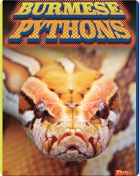 Burmese Pythons