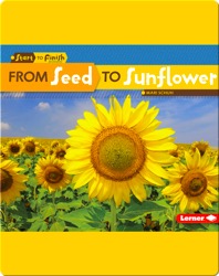 From Seed to Sunflower