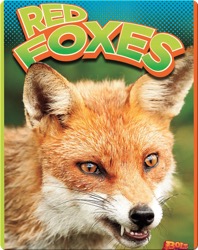 Red Foxes