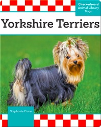 Yorkshire Terriers