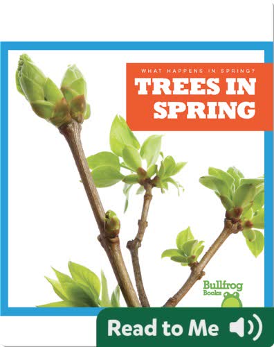 What Happens In Spring? Trees In Spring
