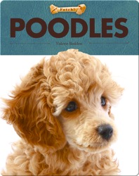 Poodles