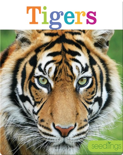 Tigers