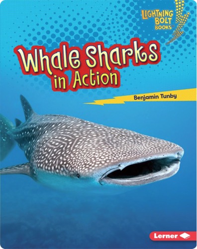 Whale Sharks in Action