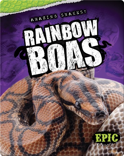 Rainbow Boas