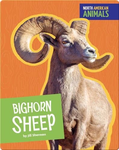 Bighorn Sheep