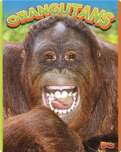Orangutans