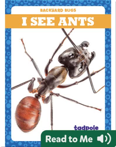 I See Ants
