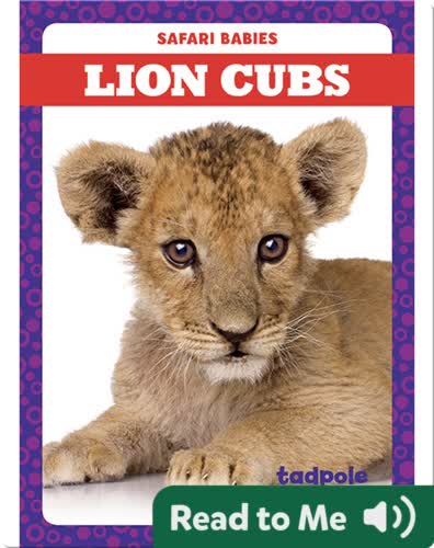 Lion Cubs