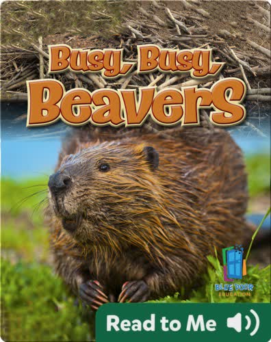 Busy, Busy, Beavers