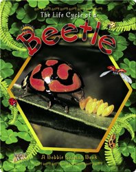 The Life Cycle of a Beetle