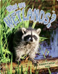 What are Wetlands?