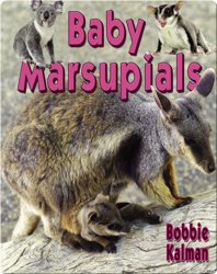 Baby Marsupials